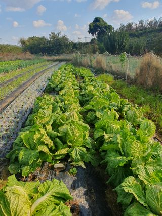 양파12861님의 배추 · 영농일지 작성글 사진