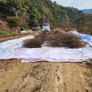 운악산돌밭포도님의 기타작물 · 영농일지 작성글 사진