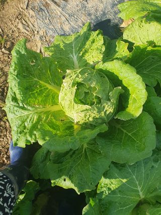 양파12861님의 배추 · 영농일지 작성글 사진