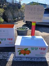 팜모닝 감·영농일지 게시글 이미지