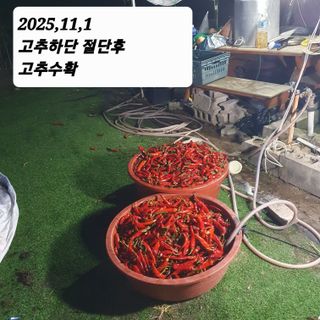 시민농장님의 고추 · 영농일지 작성글 사진