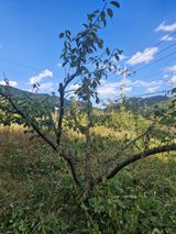 팜모닝 매실·영농일지 게시글 이미지