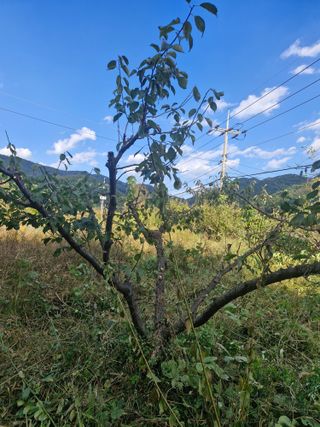 매실향기차향기님의 매실 · 영농일지 작성글 사진