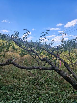 매실향기차향기님의 매실 · 영농일지 작성글 사진