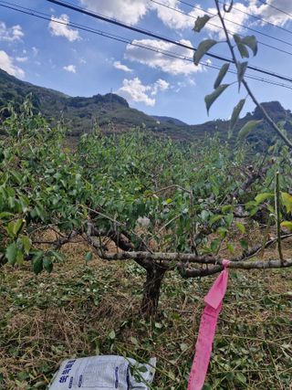 매실향기차향기님의 매실 · 영농일지 작성글 사진