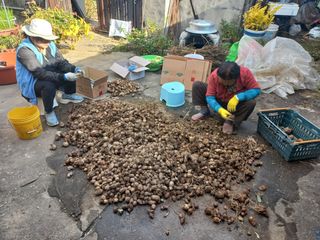 박순례님의 기타작물 · 영농일지 작성글 사진