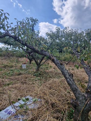 매실향기차향기님의 매실 · 영농일지 작성글 사진