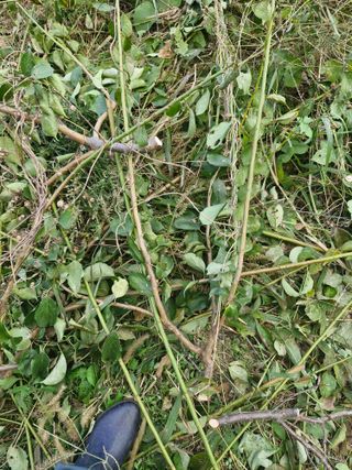 매실향기차향기님의 매실 · 영농일지 작성글 사진