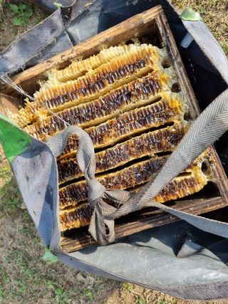 원인호님의 기타작물 · 영농일지 작성글 사진