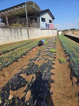 팜모닝 양파·영농일지 게시글 이미지