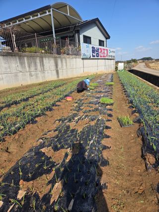 파인cool님의 양파 · 영농일지 작성글 사진
