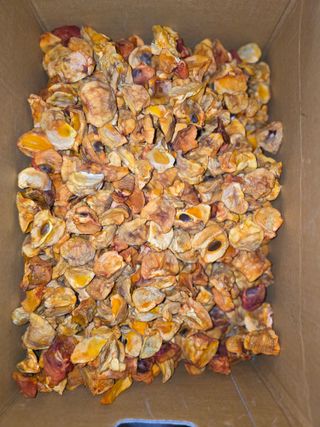 박용열조물주님 님의 감 · 영농일지 작성글 사진