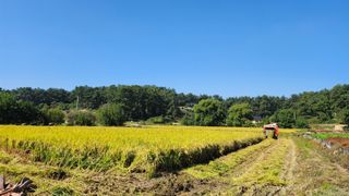 심지님의 벼 · 영농일지 작성글 사진