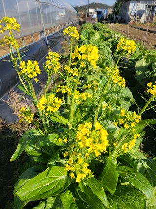 고추님의 기타작물 · 영농일지 작성글 사진