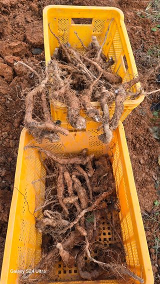 심기정님의 기타작물 · 영농일지 작성글 사진