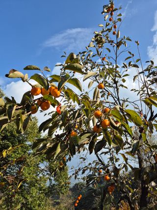 엉뚱님의 기타작물 · 영농일지 작성글 사진