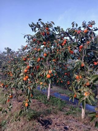 최영묵님의 감 · 영농일지 작성글 사진