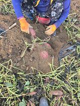 팜모닝 기타작물·영농일지 게시글 이미지