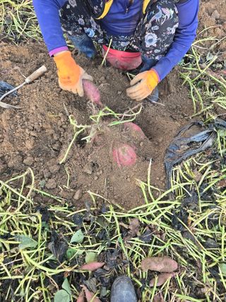 뚜벅이님의 기타작물 · 영농일지 작성글 사진