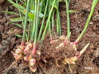 화우농원님의 기타작물 · 영농일지 작성글 사진