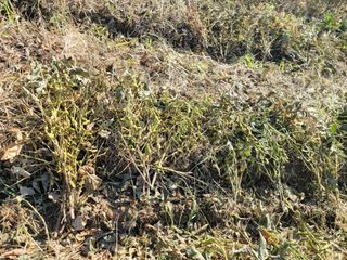 신승철님의 기타작물 · 영농일지 작성글 사진