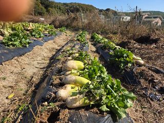 김윤회님의 기타작물 · 영농일지 작성글 사진