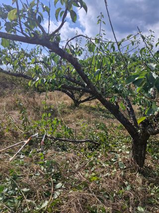 매실향기차향기님의 매실 · 영농일지 작성글 사진