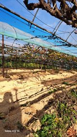 조연만님의 작성글 사진