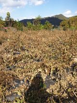 팜모닝 기타작물·영농일지 게시글 이미지