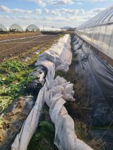 팜모닝 기타작물·영농일지 게시글 이미지