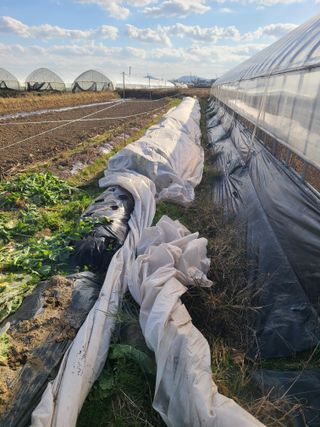 고추님의 기타작물 · 영농일지 작성글 사진