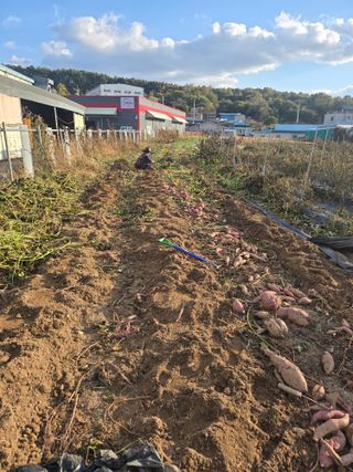 뚜벅이님의 기타작물 · 영농일지 작성글 사진