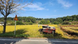 심지님의 벼 · 영농일지 작성글 사진