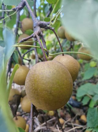 매실향기차향기님의 매실 · 영농일지 작성글 사진