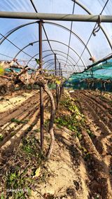 팜모닝 포도·영농일지 게시글 이미지