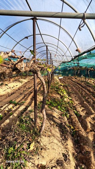 조연만님의 포도 · 영농일지 작성글 사진