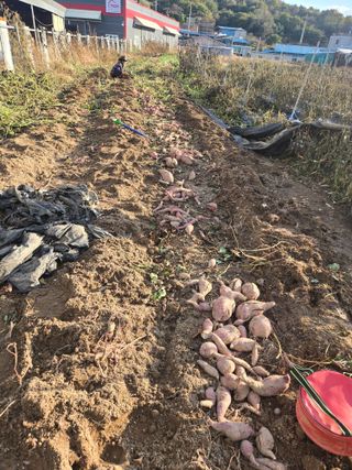 뚜벅이님의 기타작물 · 영농일지 작성글 사진