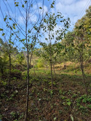 엉뚱님의 기타작물 · 영농일지 작성글 사진