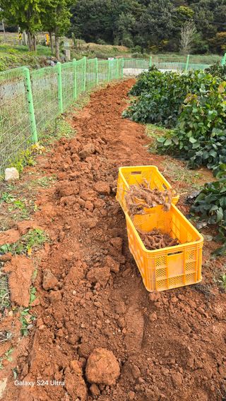 심기정님의 기타작물 · 영농일지 작성글 사진