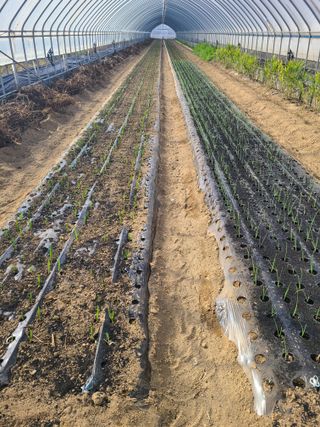 고추님의 기타작물 · 영농일지 작성글 사진