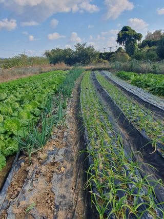 양파12861님의 배추 · 영농일지 작성글 사진