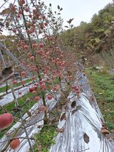 팜모닝 기타작물·영농일지 게시글 이미지