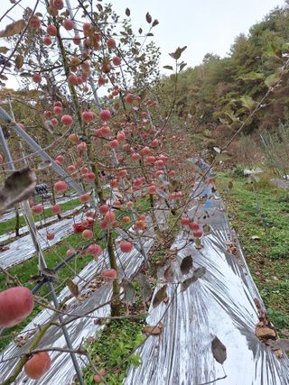 산꼭대기사과밭님의 기타작물 · 영농일지 작성글 사진