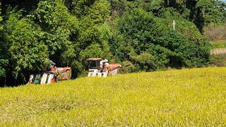 심지님의 벼 · 영농일지 작성글 사진