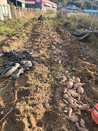 뚜벅이님의 기타작물 · 영농일지 작성글 사진