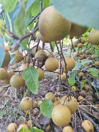 매실향기차향기님의 매실 · 영농일지 작성글 사진