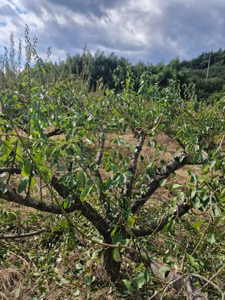 매실향기차향기님의 매실 · 영농일지 작성글 사진