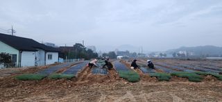 조성현님의 양파 · 영농일지 작성글 사진