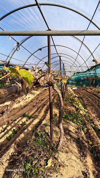 조연만님의 포도 · 영농일지 작성글 사진