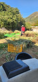 팜모닝 들깨·영농일지 게시글 이미지